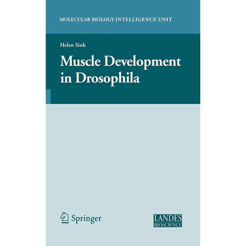 Muscle Development In Drosophilia (Hb) 