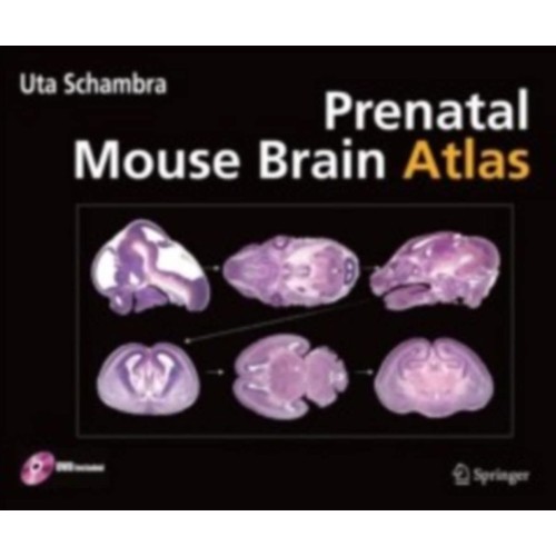 Prenatal Mouse Brain Atlas 