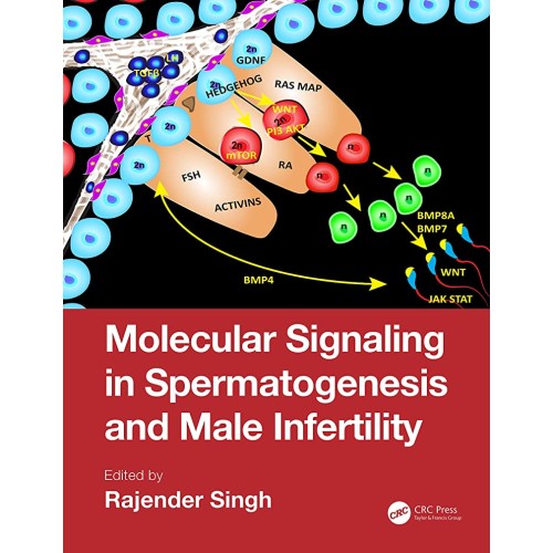 Molecular Signaling In Spermatogenesis And Ma...